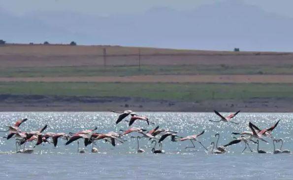 Arin Gölü'nde flamingo şöleni 6